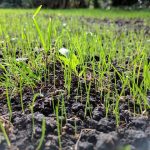 How to store grass seed