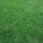 How to cut grass without a lawn mower