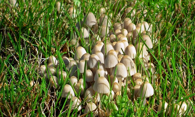 How to Get Rid of Mushrooms in the Lawn
