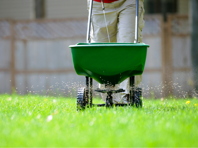 fertilize lawn